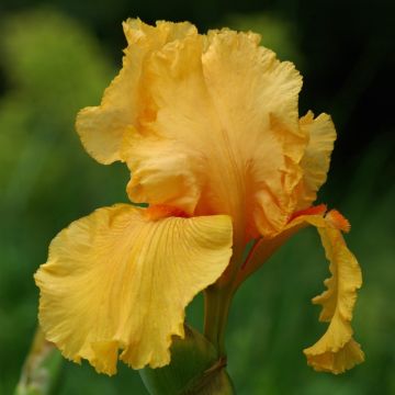Iris a grandi fiori Orange Chariot