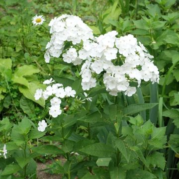Phlox Paniculata Bianca
