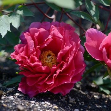 Peonia arbustiva Kaow Peonia arbustiva Kaow