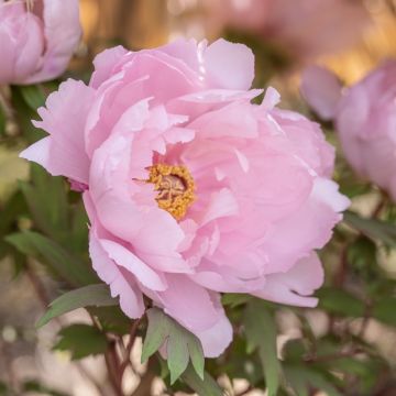 Pivoine arbustive ou Paeonia suffruticosa Yachiyo Tsubaki