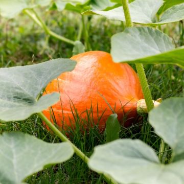 Plant de Potiron Potimarron