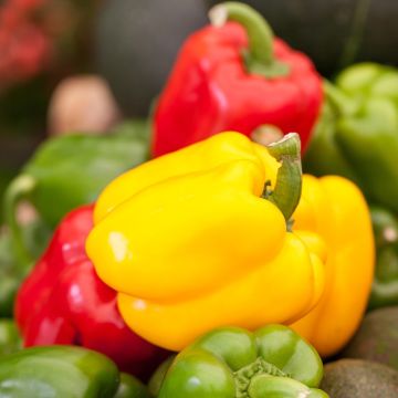 Poivron Mélange de couleurs BIO