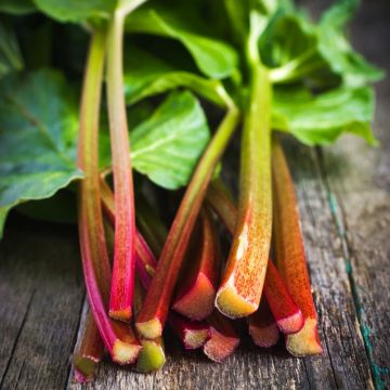 Rabarbaro Victoria BIO