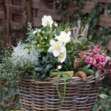 Elleboro Rosa di Natale  'Christmas Carol'