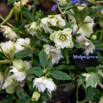 Rose de Noël Double Ellen White