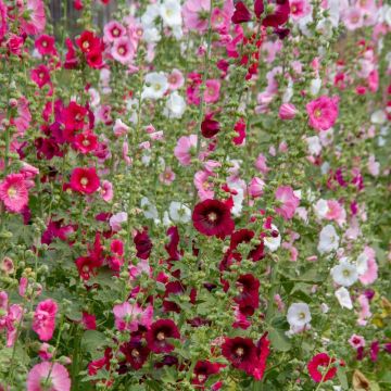 Rose trémière simple Pastorale variée Rose trémière simple Pastorale variée