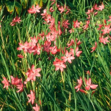 Schizostylis (Hesperantha) coccinea Rubra