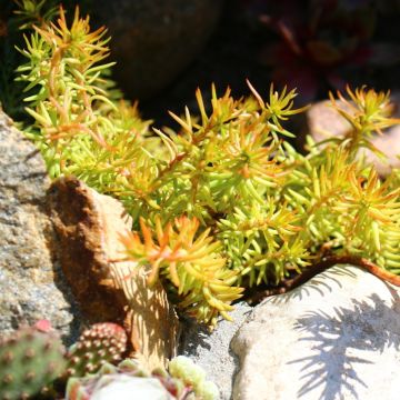 Sedum rupestre Aureum ou Sedum reflexum Aureum