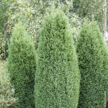 Falso cipresso di Lawson 'Ellwood' o Chamaecyparis lawsoniana 'Ellwoodii'