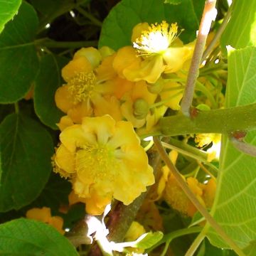 Kiwi maschio, Actinidia deliciosa o Actinidia chinensis ‘Tomuri’