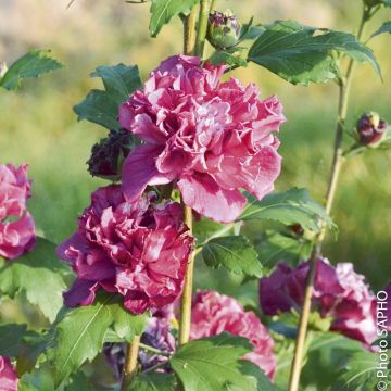 Ibisco o Hibiscus syriacus FRENCH CABARET ® Red ‘Mindour1’
