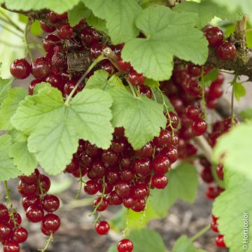 Ribes a grappoli rosso 'Jonkheer Van Tets’