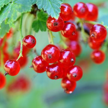 Ribes a grappoli rosso Jonkheer Van Tets
