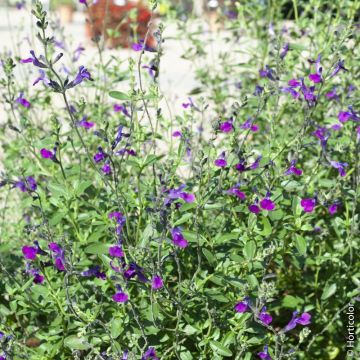 Salvia arbustiva o Salvia jamensis VIOLETTE DE LOIRE ® Barsal