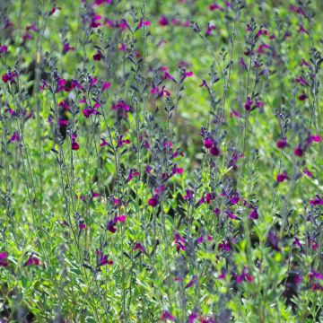 Salvia arbustiva o Salvia jamensis VIOLETTE DE LOIRE ® Barsal