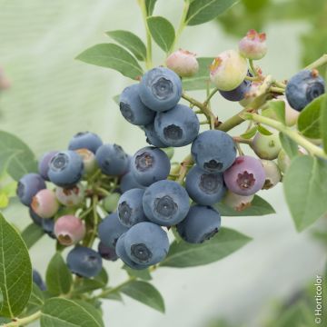 Mirtillo o Vaccinium corymbosum ‘Blue Pearl’
