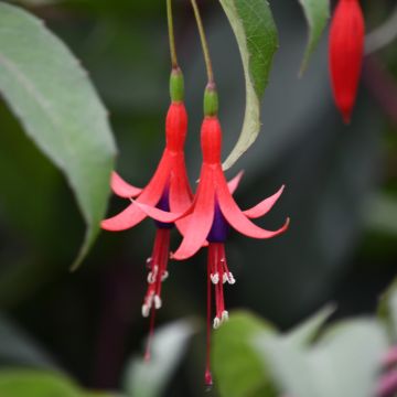 Fucsia reale o Fucsia regia 'Reitzii'