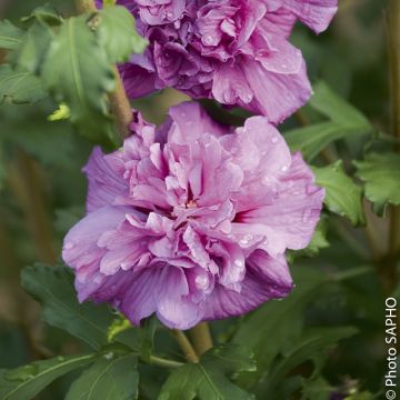 Ibisco o Hibiscus syriacus FRENCH CABARET ® Purple ‘Mindouv5’