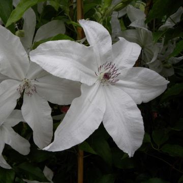 Clematide o Clematis X BEAUTIFUL BRIDE ®