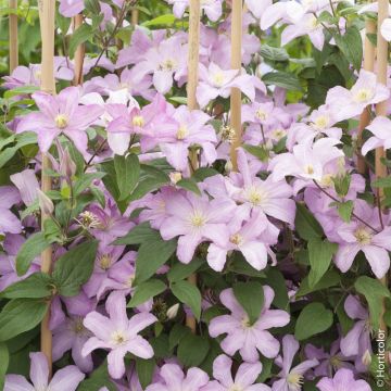 Clematide o Clematis X 'Comtesse de Bouchaud'