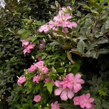 Clematide o Clematis X 'Comtesse de Bouchaud'