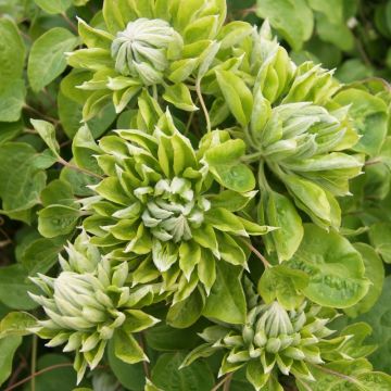 Clematide o Clematis X GREEN PASSION ® ‘Zo11050’