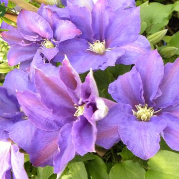 Clematide o Clematis X 'H F Young'