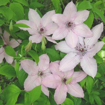 Clematide o Clematis X 'Hagley Hybrid'