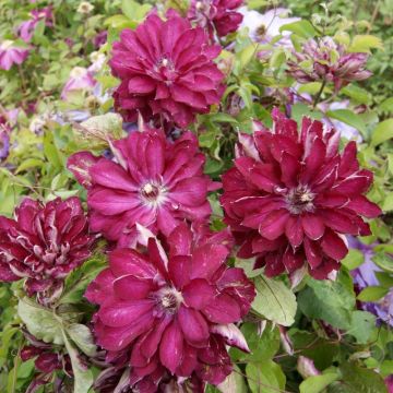 Clematide o Clematis X RED PASSION ® ‘Zo110056’