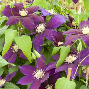 Clematide o Clematis X ‘The Vagabond’