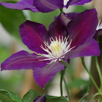 Clematide o Clematis X ‘The Vagabond’