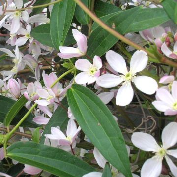 Clematide del padre Armand o Clematis armandii ‘Apple Blossom’