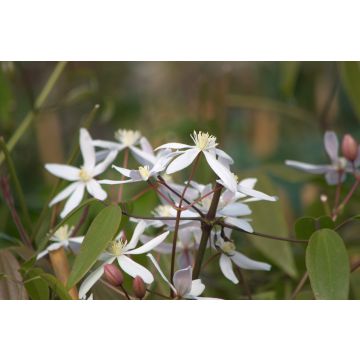 Clematide del Padre Armand o Clematis armandii ‘Little White Charm’