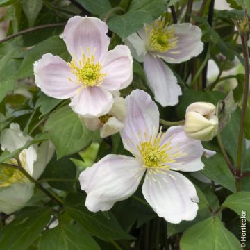 Clematide di montagna o Clematis montana GIANT STAR ® ‘Gistar’