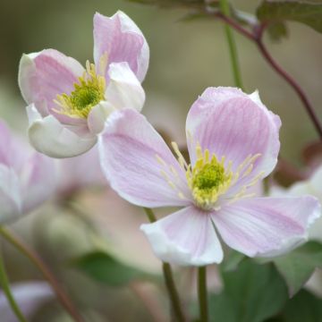 Clematide di montagna o Clematis montana GIANT STAR ® ‘Gistar’