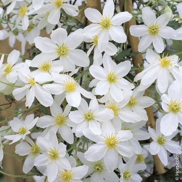 Clematide o Clematis X cartmanii AVALANCHE ® ‘Blavaal’