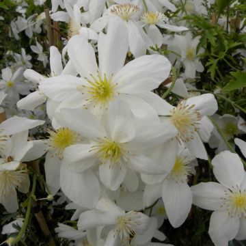 Clematide o Clematis X cartmanii AVALANCHE ® ‘Blavaal’