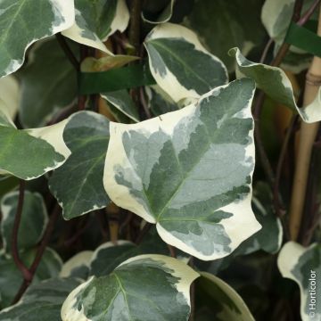 Edera algerina variegata o Hedera algeriensis 'Gloire de Marengo'