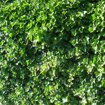 Edera irlandese o Hedera helix 'Hibernica'