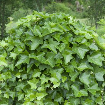Edera irlandese o Hedera helix 'Hibernica'