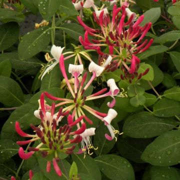 Caprifoglio atlantico o Lonicera periclymenum Caprilia Imperial