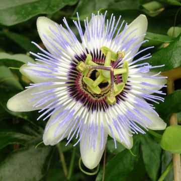 Passiflora, fiore della Passione o Passiflora caerulea CLEAR SKY ®