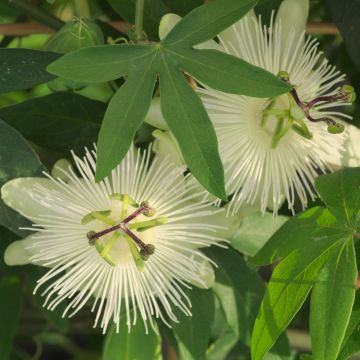 Passiflora, Fiore della Passione o Passiflora X RIVERSIDE ® SNOW QUEEN ®