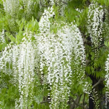 Glicine del Giappone o Wisteria floribunda 'Alba'
