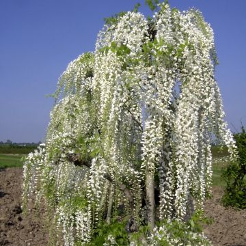 Glicine del Giappone o Wisteria floribunda 'Alba'