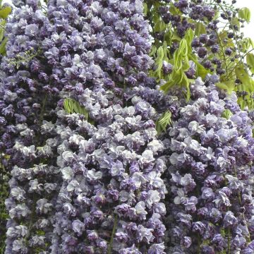 Glicine del Giappone o Wisteria floribunda 'Violacea Plena'
