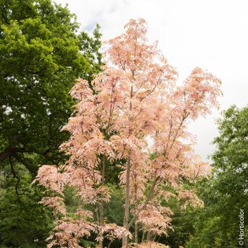Cedrela sinensis ‘Flamingo’, Toona sinensis o Mogano cinese