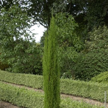 Cyprès de Provence, cyprès d’Italie, cyprès de Florence ou Cupressus sempervirens ‘Totem’