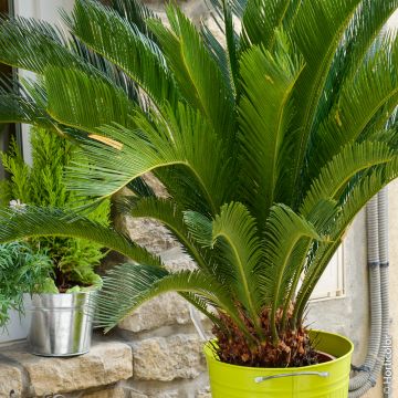 Cycas revoluta, cycas del Giappone o palma a sago