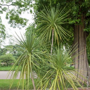 Cordyline, Dracaena o Cordyline australis